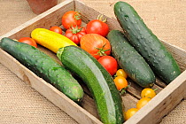Small collection of freshly picked home grown vegetables, Tomatoes (Solanum lycopersicum), Courgettes (Cucurbita pepo) and Cucumber (Cucurbita sativus) Norfolk, UK, August