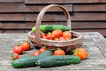 Small collection of freshly picked home grown vegetables, Tomatoes (Solanum lycopersicum) and Cucumber (Cucurbita sativus) Norfolk, UK, August