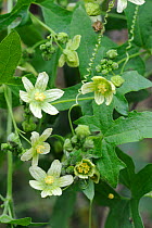 White Bryony (Bryonia dioica) flowers and tendrils, Norfolk, UK, July