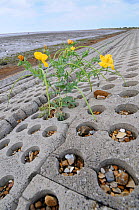 Yellow horned poppy (Glaucium flavum) single plant flowering amongst concrete sea defences, Norfolk, UK, September