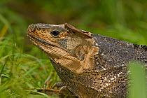 Spiny-tailed / Common Iguana (Ctenosaura similis) head in profile. Santa Rosa National park tropical dry forest, Costa Rica.