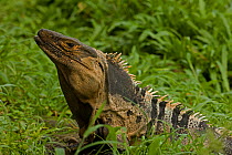 Spiny-tailed / Common Iguana (Ctenosaura similis) in profile showing crest. Santa Rosa National park tropical dry forest, Costa Rica.