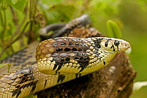 Black and Yellow Rat Snake (Spilotes pullatus) in strike pose, a defensive display. Costa Rican tropical rainforest.