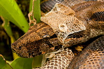 Boa Constrictor (Boa constrictor) shedding skin from head. Guanacaste National Park, Costa Rican tropical rainforest.