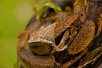 Boa Constrictor (Boa constrictor) shedding skin from head. Guanacaste National Park, Costa Rican tropical rainforest.