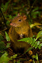 Central American Agouti (Dasyprocta punctata) portrait, standing holding food. Costa Rican tropical rainforest.
