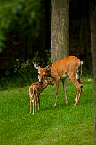 White-tailed Deer (Odocoileus virginianus) doe grooming her young fawn. New York State, USA, June.