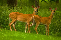 Two White-tailed Deer (Odocoileus virginianus) does looking nervously at camera. New York State, USA.