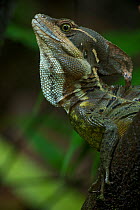 Common Basilisk (Basiliscus basiliscus) head in profile showing neck markings. Costa Rican tropical rainforest.