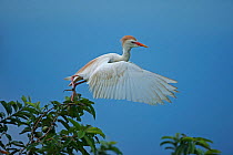 Cattle Egret (Bubulcus ibis) taking flight from tree top. Costa Rican tropical rainforest.