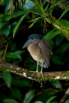 Boat-billed Heron (Cochlearius cochlearius) perched. Costa Rican tropical rainforest.
