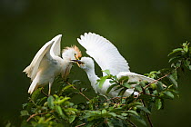 Cattle Egret (Bubulcus ibis) adult (left) feeding fledgling at roost. Costa Rican tropical rainforest.