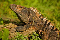 Spiny-tailed Iguana (Ctenosaura similis) in profile. Santa Rosa National Park, tropical dry forest, Costa Rica.