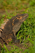 Spiny-tailed Iguana (Ctenosaura similis) head. Santa Rosa National Park, tropical dry forest, Costa Rica.