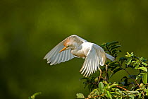 Cattle Egret (Bubulcus ibis) with wings spread in tree top. Costa Rican tropical rainforest.