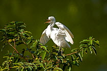 Cattle Egret (Bubulcus ibis) perched in tree top. Costa Rican tropical rainforest.