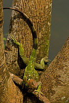 Green / Common Iguana (Iguana iguana) climbing down tree. Costa Rican tropical rainforest.