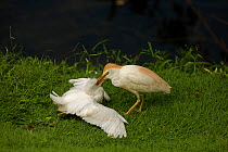 Cattle Egret (Bubulcus ibis) fledgling (left) being fed by adult. Costa Rican tropical rainforest.