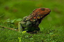 Green / Common Iguana (Iguana iguana) on grass. Costa Rican tropical rainforest.