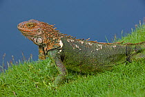 Green / Common Iguana (Iguana iguana) in profile. Costa Rican tropical rainforest.