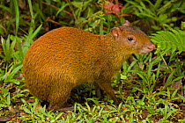Central American Agouti (Dasyprocta punctata) in profile. Costa Rican tropical rainforest.