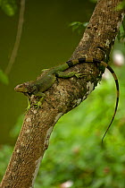 Green / Common Iguana (Iguana iguana) on branch. Costa Rican tropical rainforest.