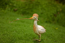 Cattle Egret (Bubulcus ibis) standing with nesting material. Costa Rican tropical rainforest.
