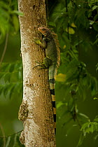 Green / Common Iguana (Iguana iguana) climbing tree. Costa Rican tropical rainforest.