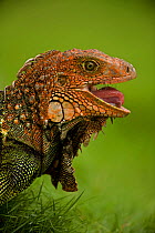 Green / Common Iguana (Iguana iguana) head in profile with mouth open, showing tongue. Costa Rican tropical rainforest.
