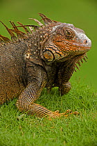 Green / Common Iguana (Iguana iguana) on grass. Costa Rican tropical rainforest.