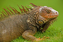 Green / Common Iguana (Iguana iguana) portrait showing spinal crest. Costa Rican tropical rainforest.