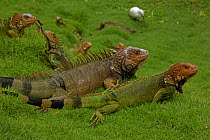 Group of Green / Common Iguana (Iguana iguana) on grass. Costa Rican tropical rainforest.