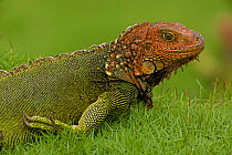 Green / Common Iguana (Iguana iguana) in profile. Costa Rican tropical rainforest.