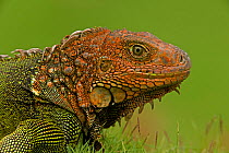 Green / Common Iguana (Iguana iguana) head in profile. Costa Rican tropical rainforest.