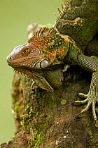 Green / Common Iguana (Iguana iguana) portrait. Costa Rican tropical rainforest.