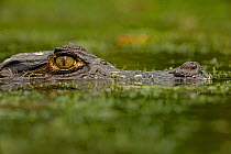 Spectacled Caiman (Caiman crocodilus) eye above water surface. Costa Rican tropical rainforest.