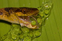 Northern Cat-eyed Snake (Leptodeira septentrionalis) swallowing frog eggs. Costa Rican tropical rainforest.