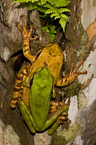 Masked Treefrogs (Smilisca phaeota) mating, in amplexus. Costa Rican tropical rainforest.