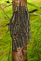 Group of Giant Silk Worm Caterpillars (Arsenura armida) on trunk - the species groups during the day for defence, and feed at night. Costa Rica Santa Rosa National Park tropical dry forest.