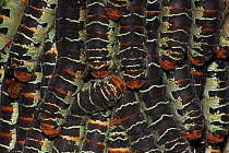 Close-up of Giant Silk Worm Caterpillars (Arsenura armida) - the species groups during the day for defence, and feed at night. Costa Rica Santa Rosa National Park tropical dry forest.