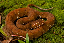 Cantil Pitviper (Agkistrodon bilineatus) coiled. Costa Rican tropical rainforest.