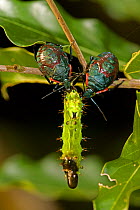 Shield / Stink Bug (Pentatomid) nymphs eating caterpillar (Saturnidae). Santa Rosa National park tropical dry forest, Costa Rica.