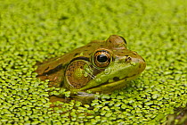 Green Frog (Rana clamitans) among duck weed on water surface. New York state, USA, September.
