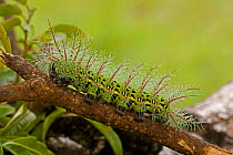 Saturn / Emperor Moth Caterpillar (Automeris metzli) showing its defensive display and irritant hairs. Santa Rosa National Park tropical dry forest, Costa Rica.