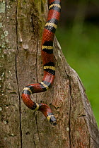 Tropical Milksnake (Lampropeltis triangulum) on trunk in strike pose. This is a non-venemous constrictor. Santa Rosa National park tropical dry forest, Costa Rica.