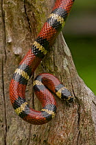 Tropical Milksnake (Lampropeltis triangulum)with neck coiled in striking pose. This is a non-venemous constrictor.  Santa Rosa National park tropical dry forest, Costa Rica.