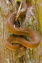Tropical / Western Green Rat Snake (Senticolis triaspis) Santa Rosa National park tropical dry forest, Costa Rica.