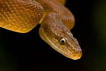 Tropical / Western Green Rat Snake (Senticolis triaspis) close-up of head in striking pose. Santa Rosa National Park tropical dry forest, Costa Rica.