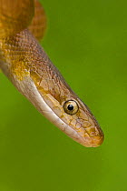 Tropical / Western Green Rat Snake (Senticolis triaspis) close-up of head. Santa Rosa National Park tropical dry forest, Costa Rica.
