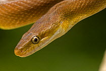Tropical / Western Green Rat Snake (Senticolis triaspis) close-up of head. Santa Rosa National Park tropical dry forest, Costa Rica.